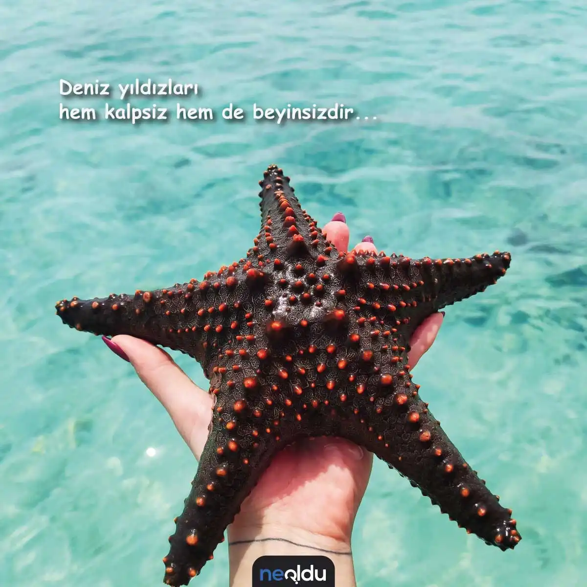 deniz yıldızı sözleri