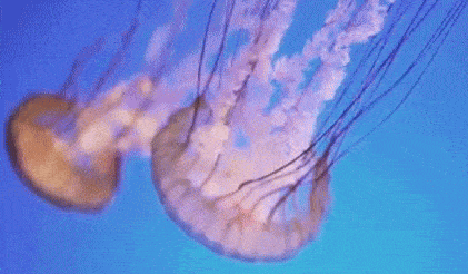 [Resim: denizanasi.gif]