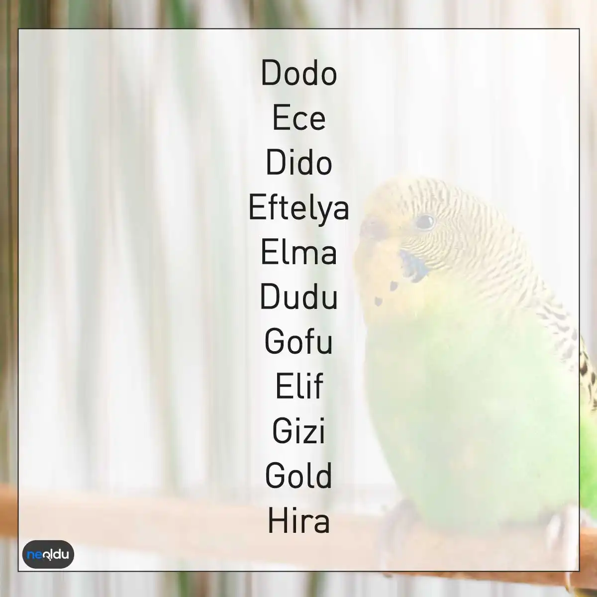 Muhabbet Kuşu İsimleri Popüler Kuş İsimleri - Ev Kuşları