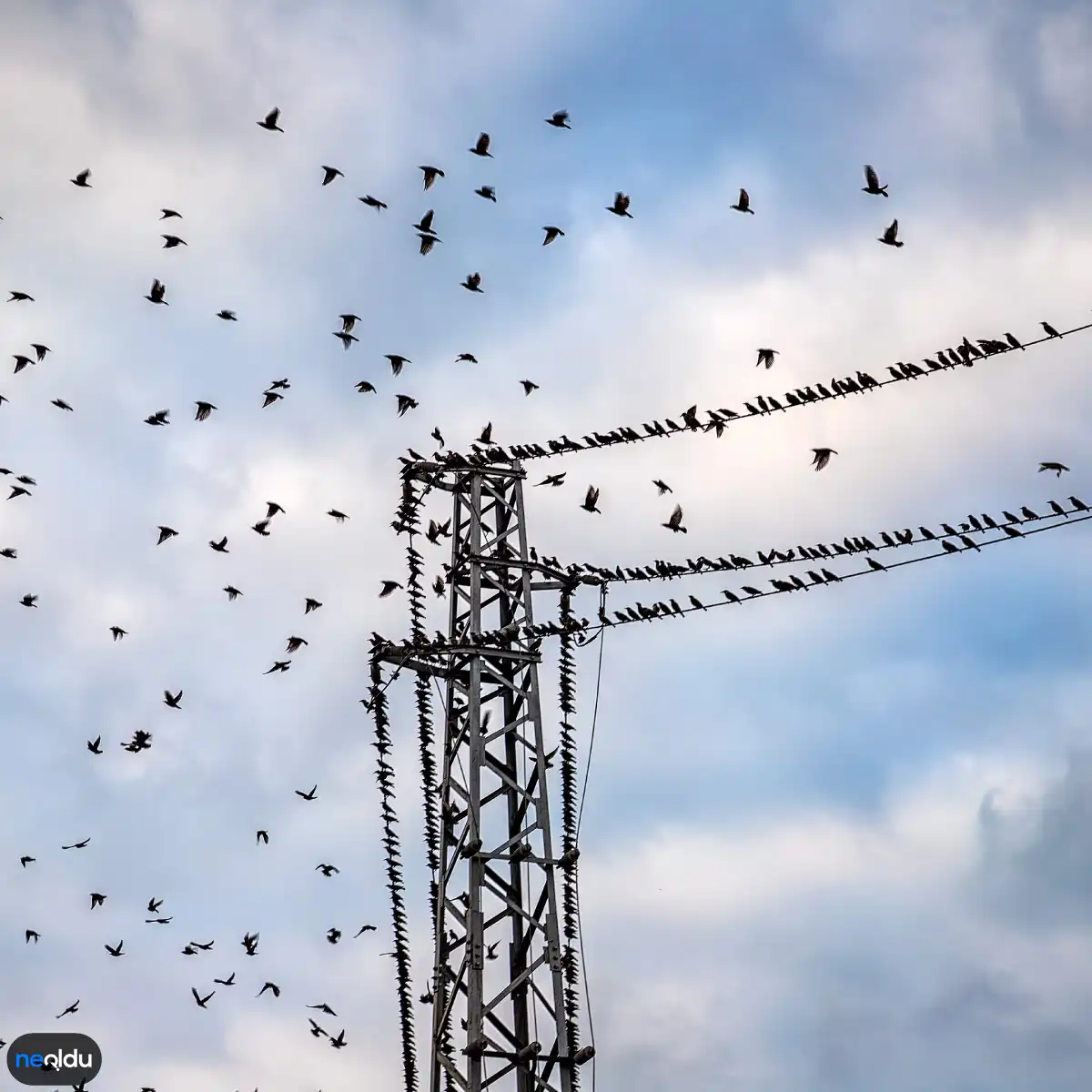 Elektrik Tellerine Konan Kuşları Neden Elektrik Çarpmaz?