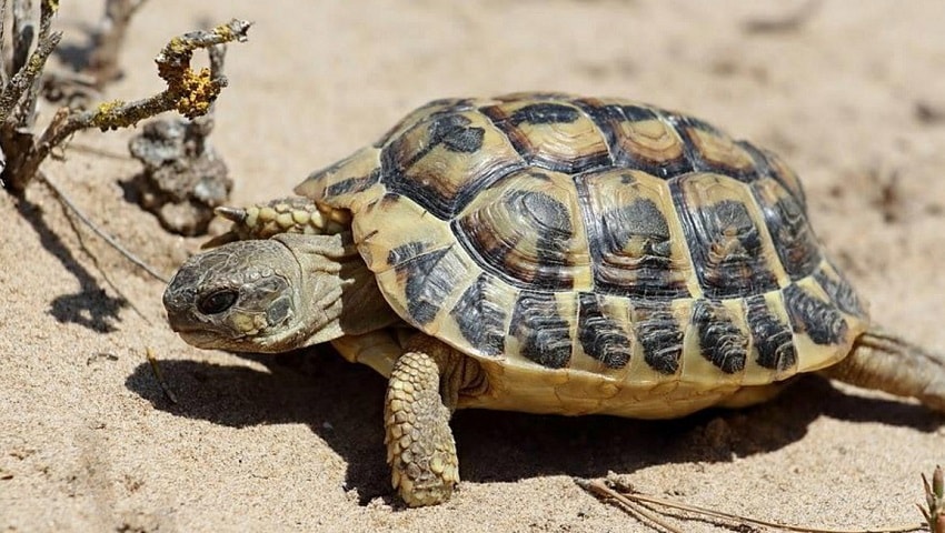 Falda Kaplumbağa Görmek