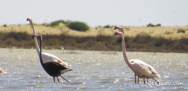adana flamingo