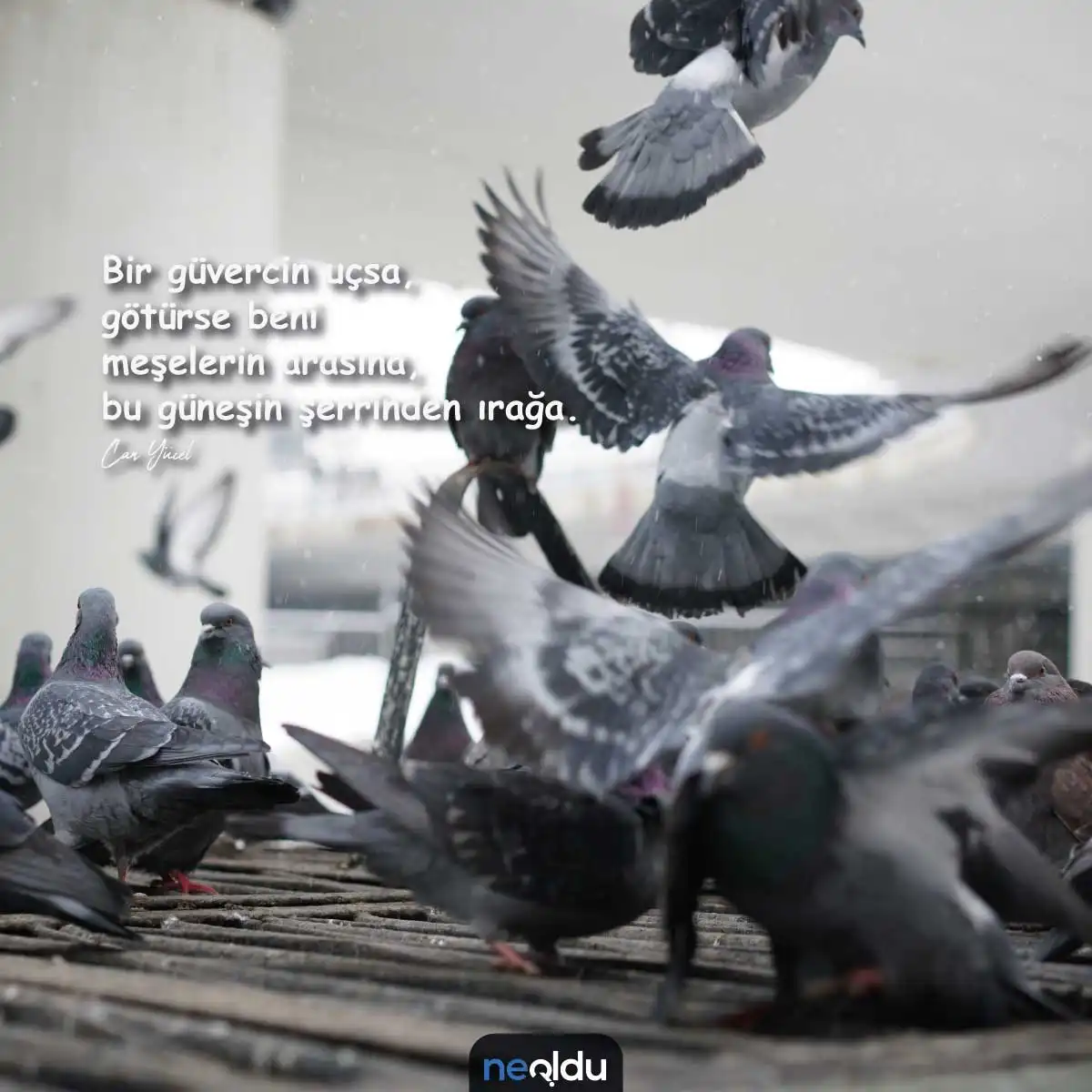 Güvercin Sözleri