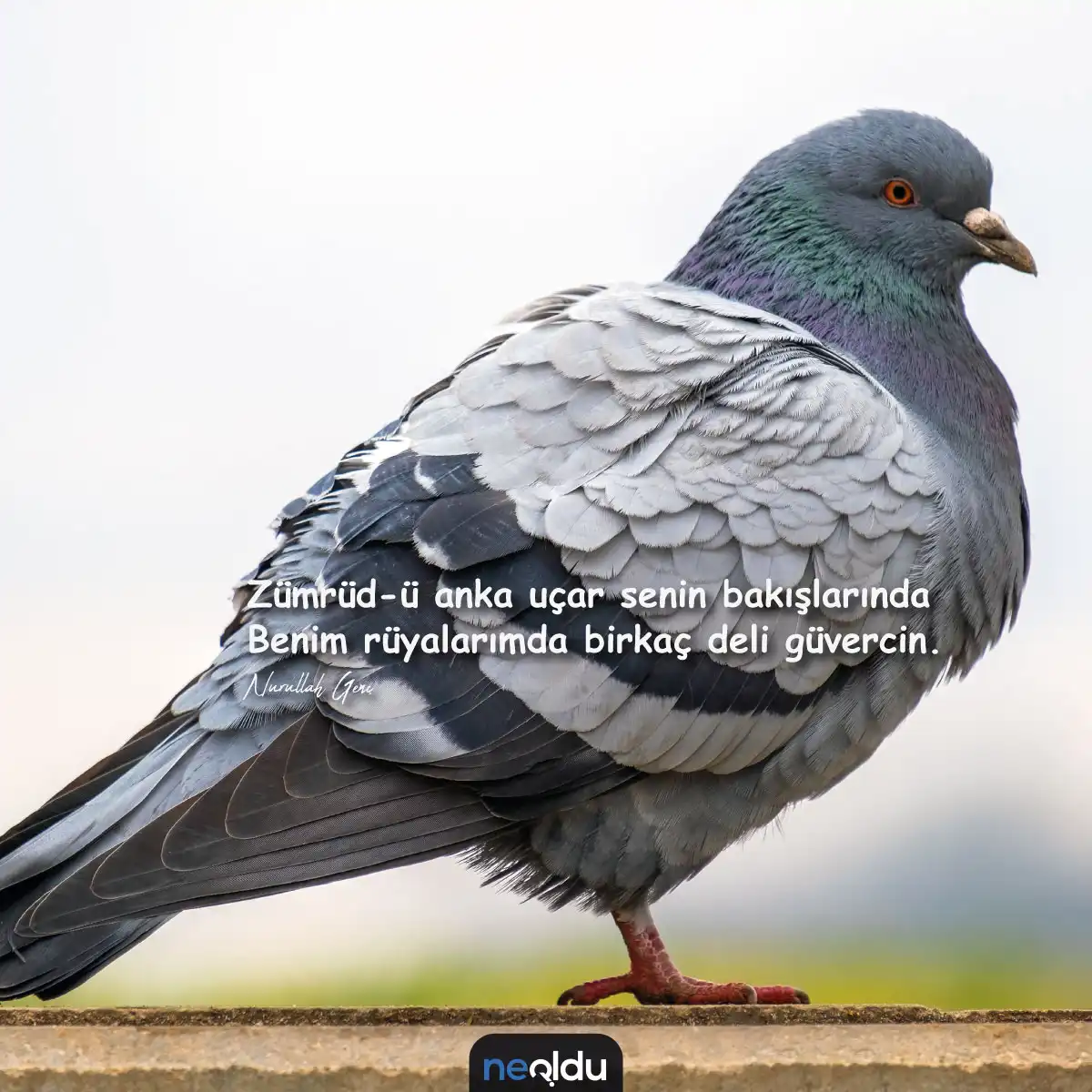 Güvercin Sözleri