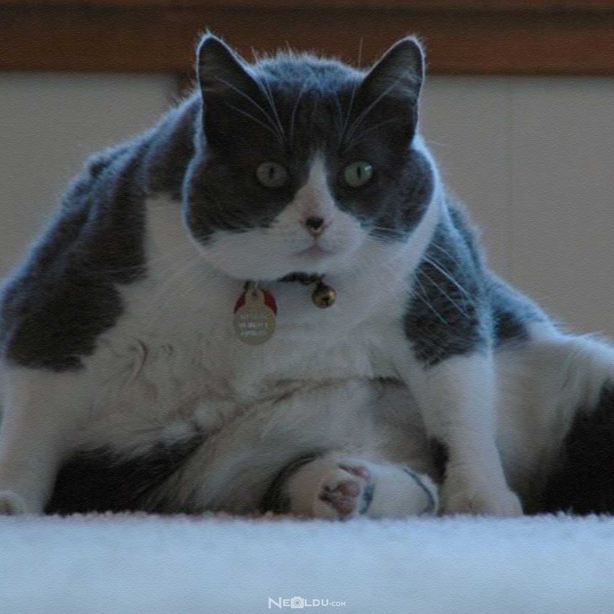 Yüksek Kalorili Kedi Maması