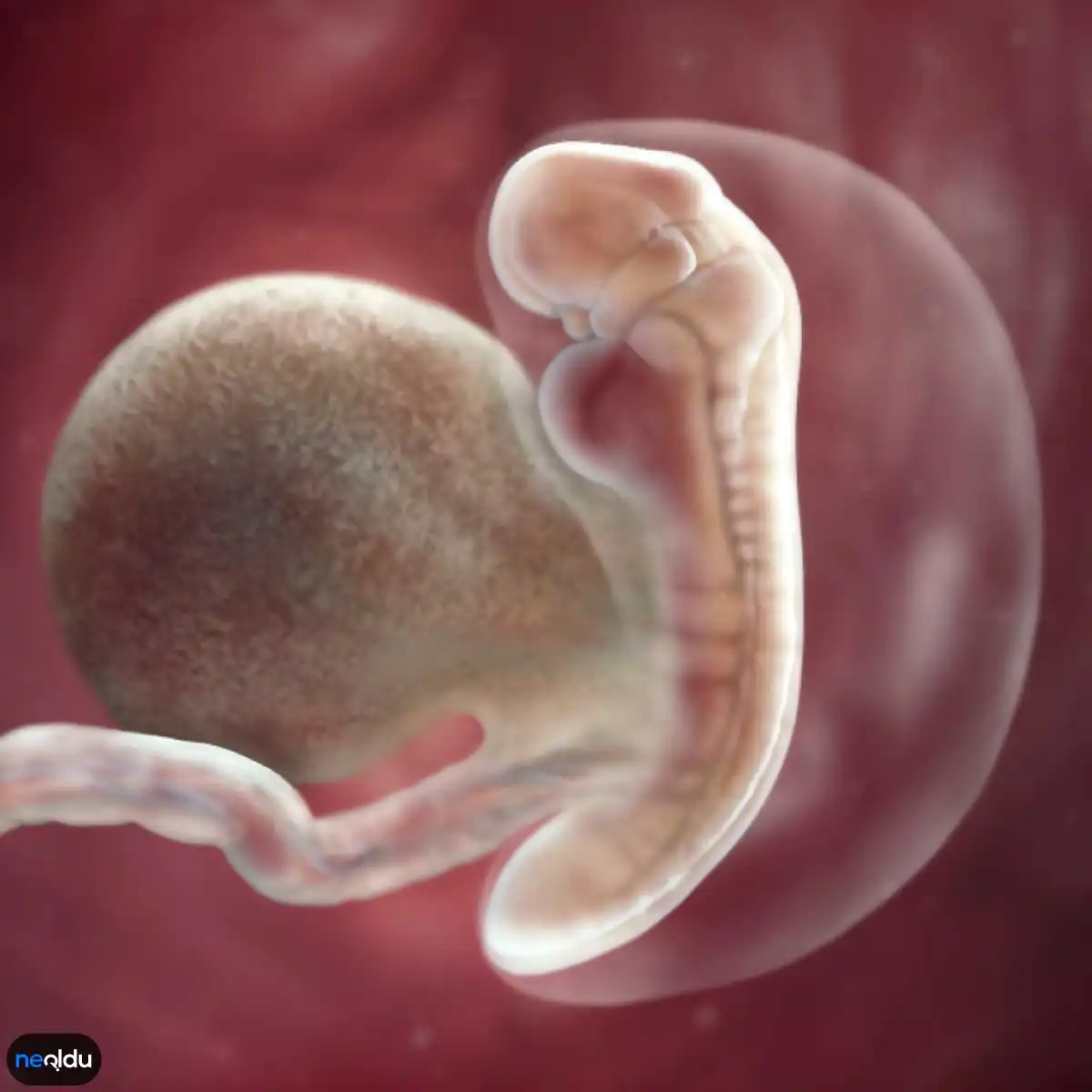 6 эмбриональная неделя. Зародышюш на 6 недели беременности. Эмбрион на 5 неделе беременности. Плод на 4-5 неделе беременности.