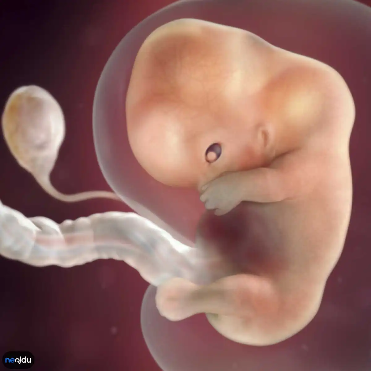 На 9 неделе появляется. Эмбрион на 9-10 неделе беременности. Ребенок на 9-10 неделе беременности. Эмбрион на 9 неделе беременности.