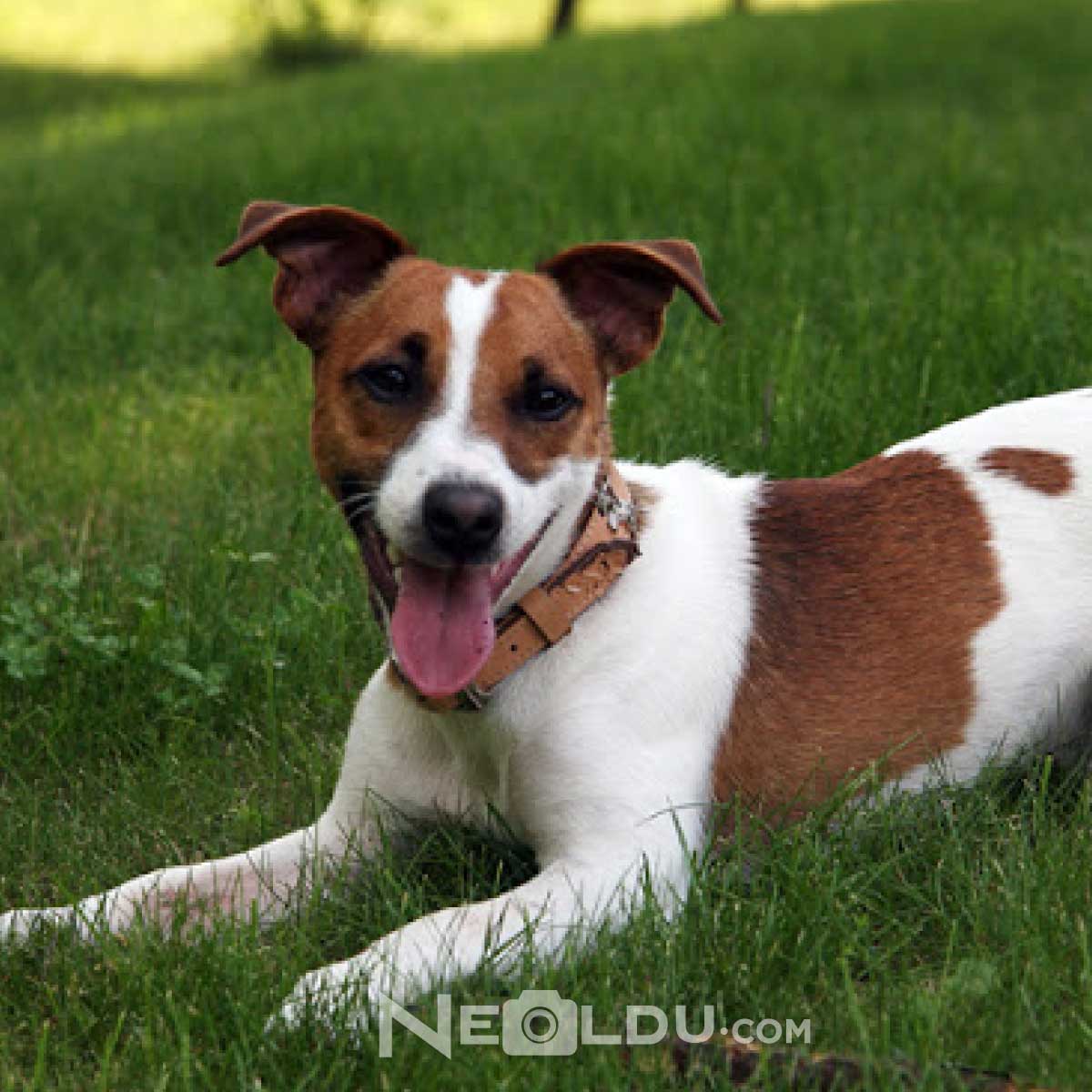 Information about the Jack Russell dog