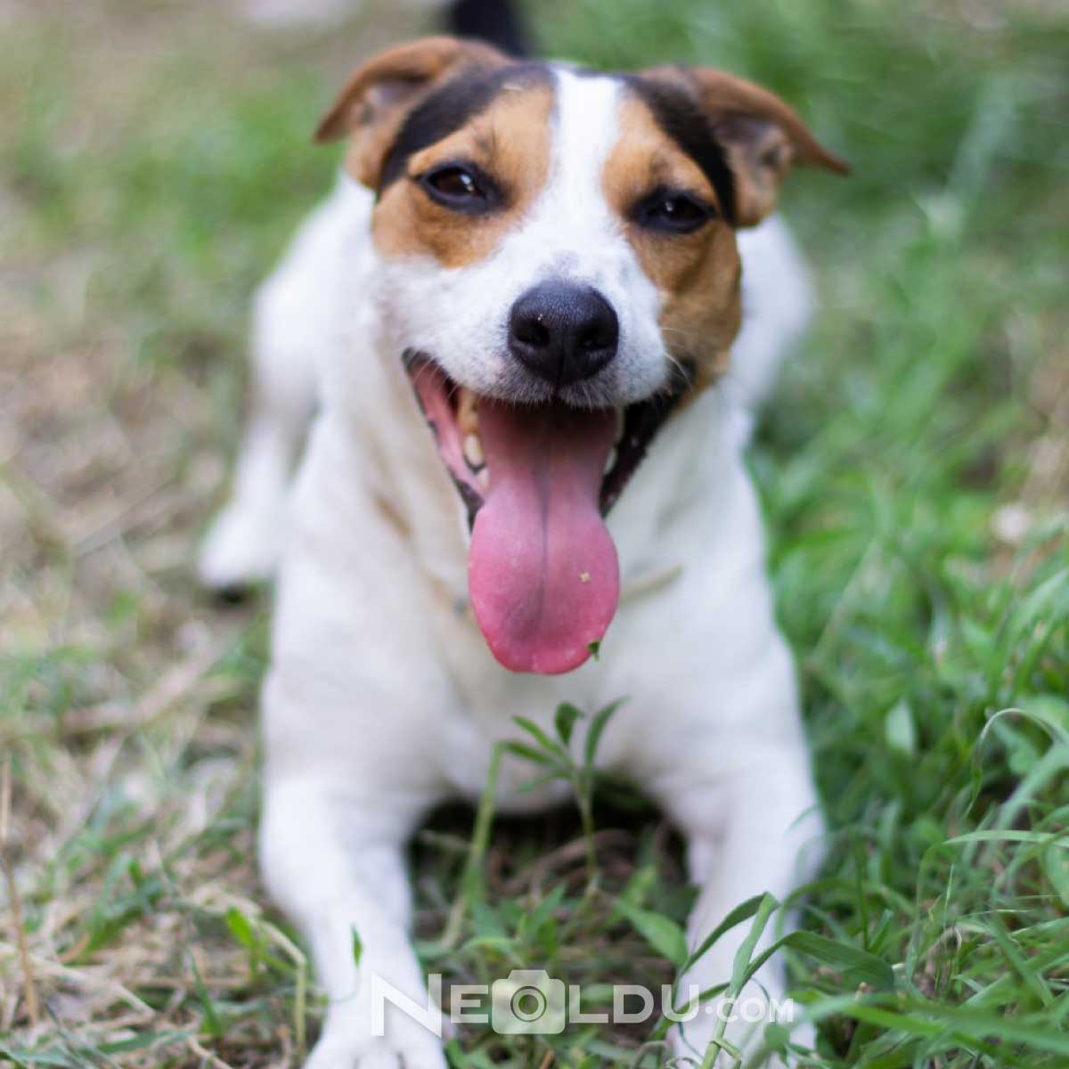 Information about the Jack Russell dog