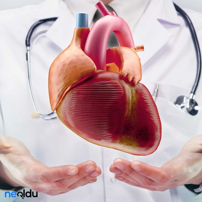 kalp bölümleri sağlığınızı geri kazanın yüksek tansiyondan kaynaklanan psikoz