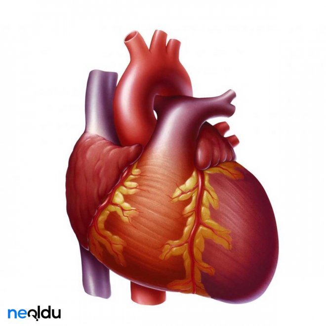 kalp bölümleri sağlığınızı geri kazanın yüksek tansiyonun etkili tedavisi