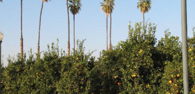 kaliforniya-citrus-devlet-tarihi-parki-.jpg