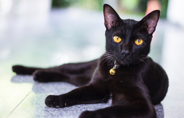 ruyada kara kedi gormek ne anlama gelir