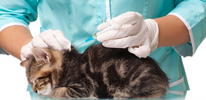 Kedilerde Görülebilen Deri Hastalıkları