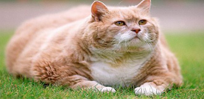 Kedilerde Görülebilen Beslenme Hastalıkları