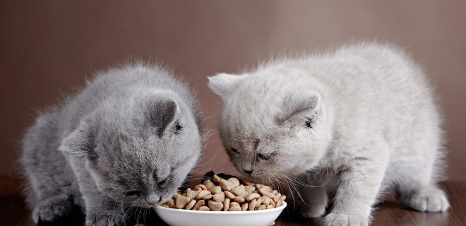 Kedilerin Yaşlarına Göre Beslenmesi
