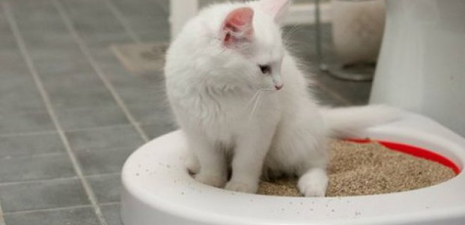 Kedi Tuvalet Eğitimi