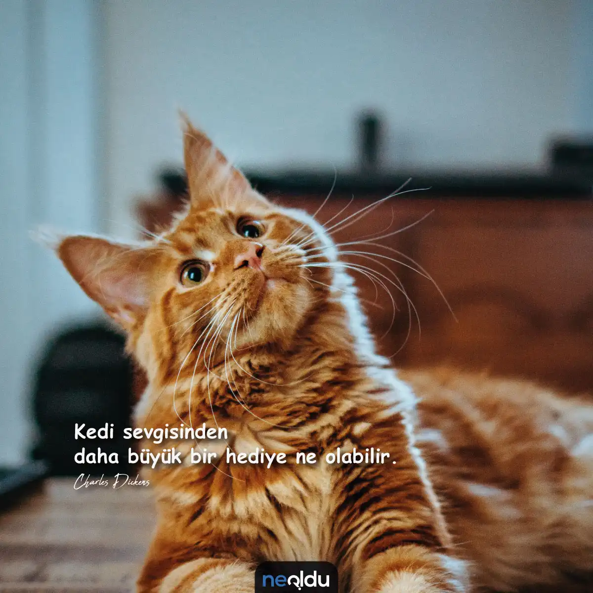 Kedi Sözleri