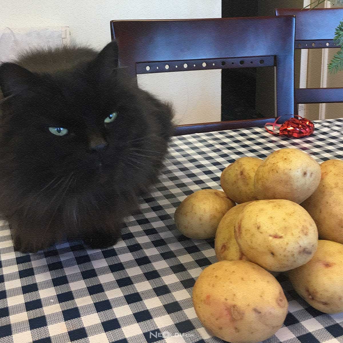 Kediler patates yer mi