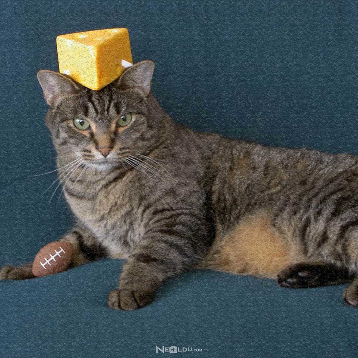 Kediler peynir yer mi