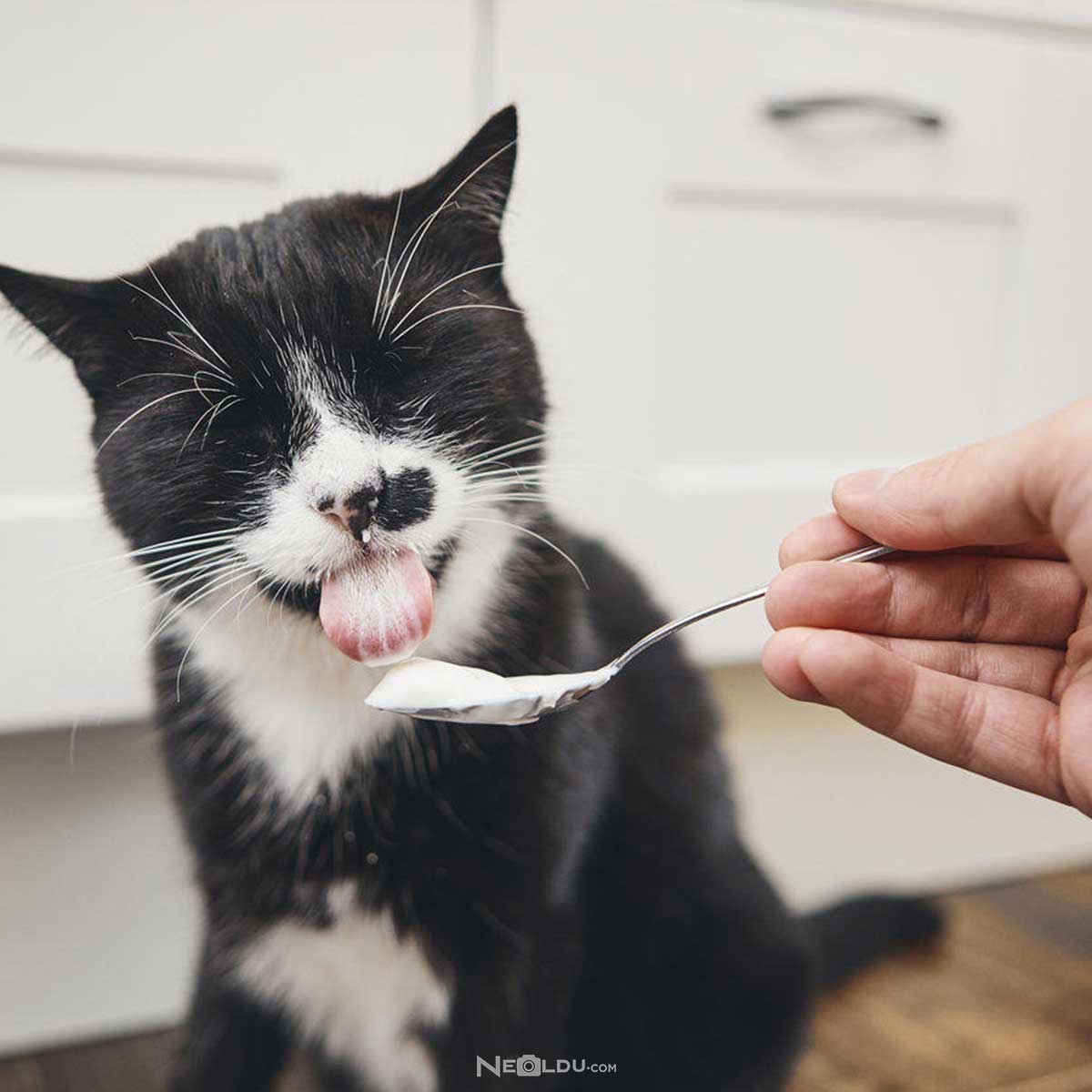 Kediler yoğurt yer mi