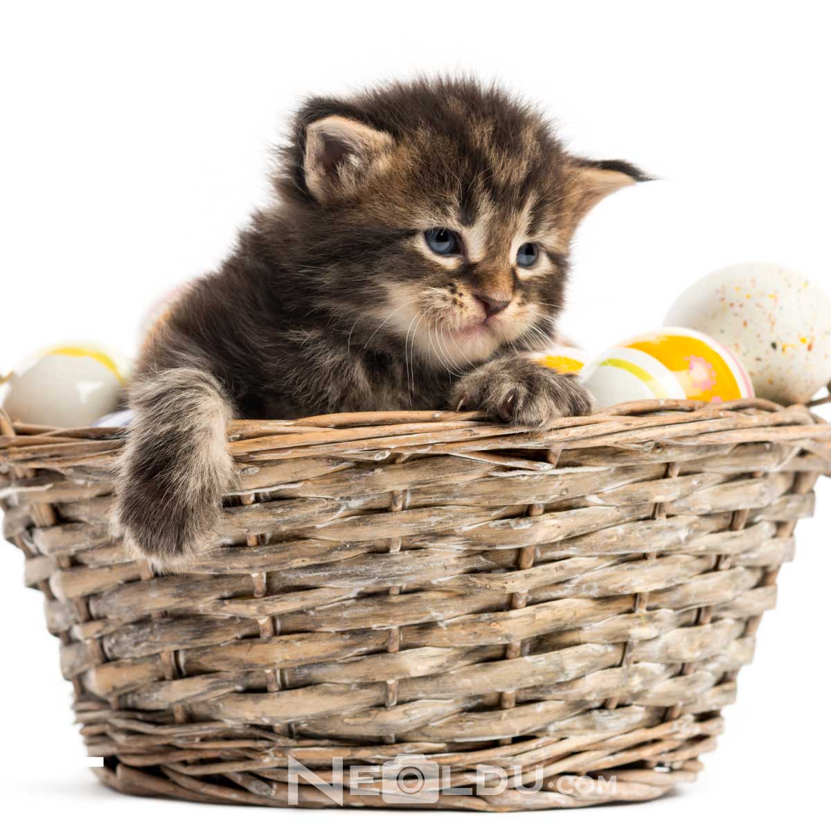 Kediler yumurta yer mi