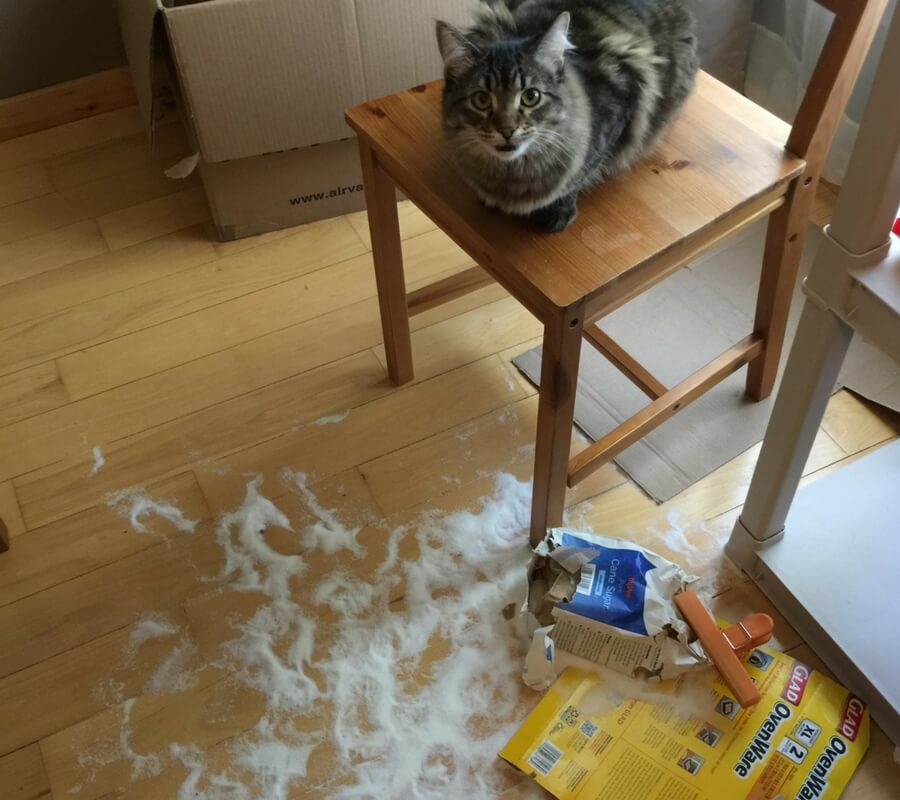 evde kedi beslemenin zararlari kopek sahiplenme