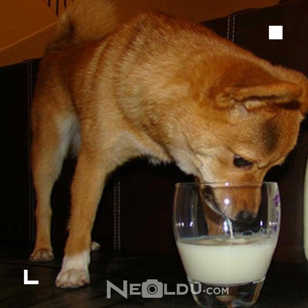 Köpekler süt içer mi