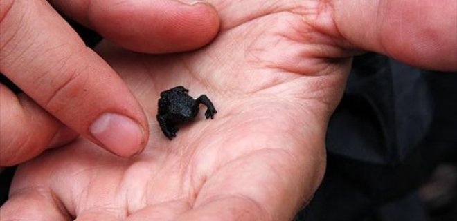 dünyanın en küçük kurbağası