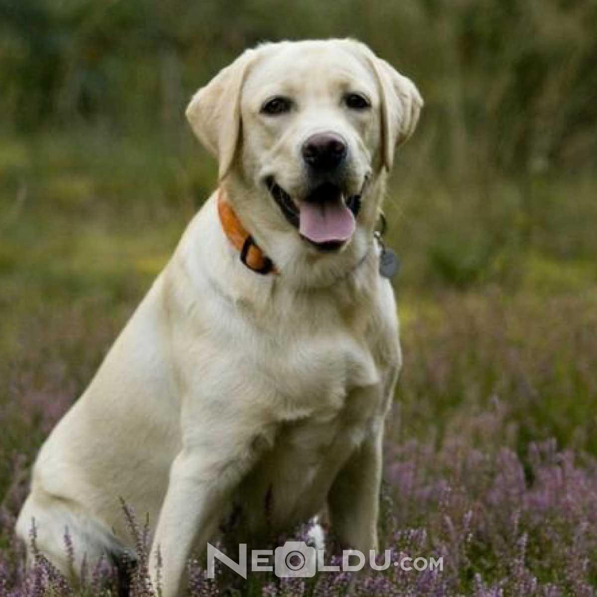 Labrador Retriever Köpek Cinsi