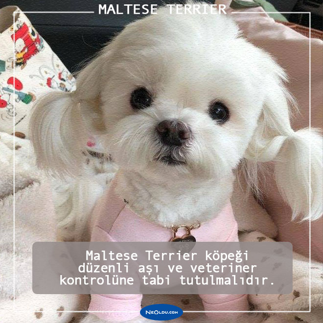 Maltese Terrier Kopegi Hakkinda Bilmeniz Gereken 10 Sey