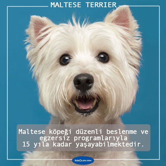 Maltese Köpeği
