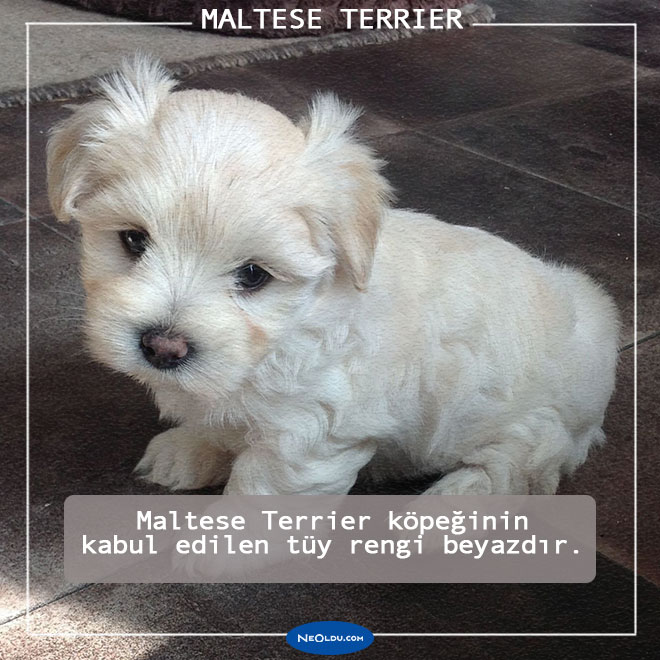 Maltese Köpeği
