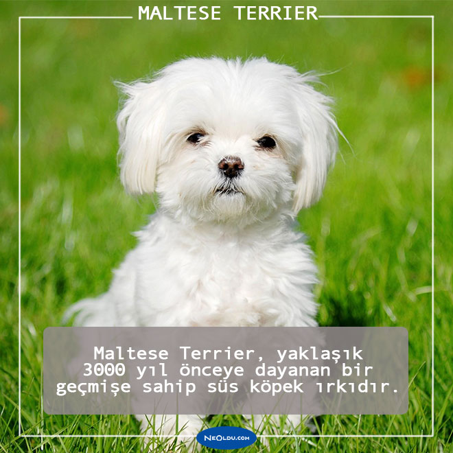 Maltese Terrier Kopegi Hakkinda Bilmeniz Gereken 10 Sey