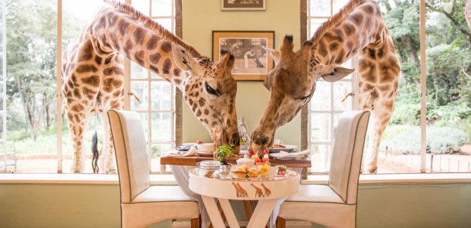 nairobi zürafalarla kahvaltı keyfi