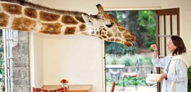 nairobi zürafalarla kahvaltı