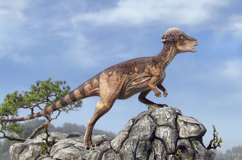 pachycephalosaurus-001.jpg