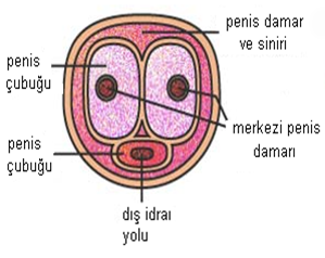 Penisin Yapısı
