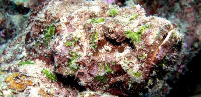 reef-stonefish.jpg