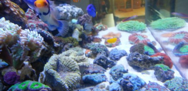 Resif Akvaryumu Bakımı