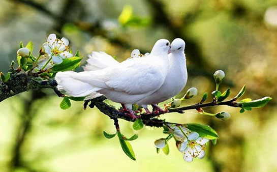 rüyada beyaz güvercin görmek