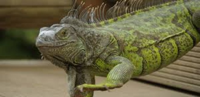 ruyada-iguana-gormek.jpg