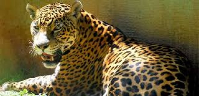 ruyada-jaguar-gormek.jpg