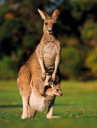 Rüyada kanguru görmek