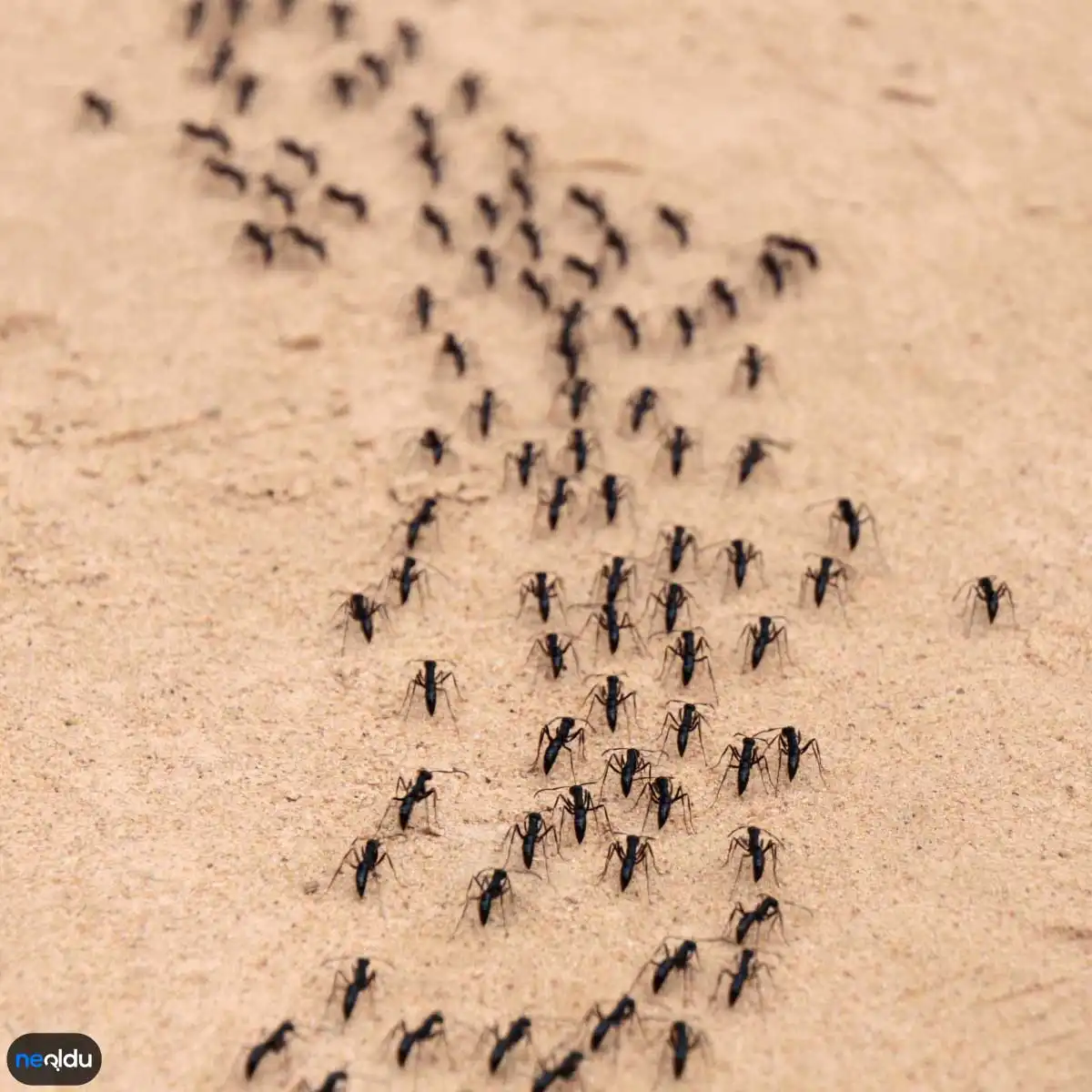 Rüyada Karınca Sürüsü Görmek