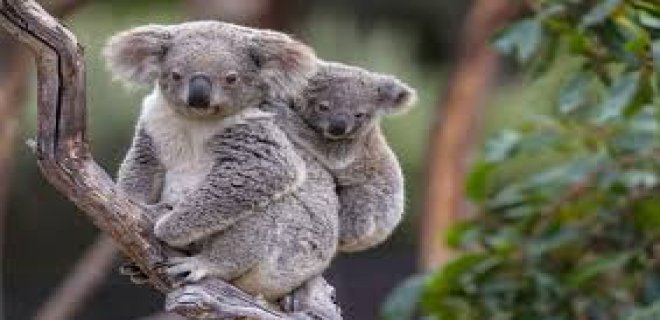 ruyada-koala-gormek.jpg