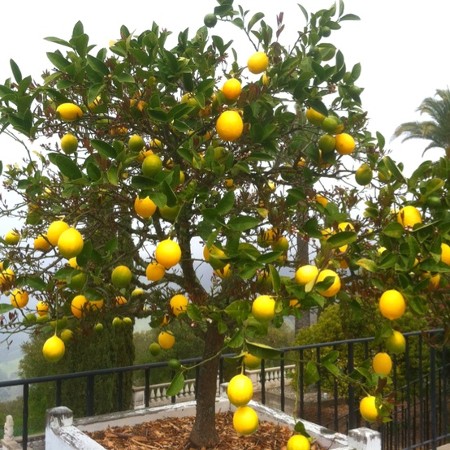 Rüyada limon ağacı görmek