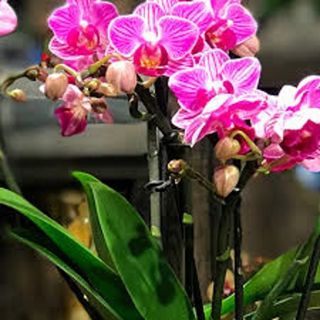 Rüyada Orkide Görmek
