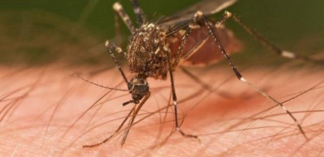 sivrisinekler-hakkinda-ilginc-bilgiler.jpg