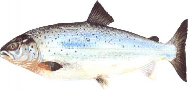 balık ve balık türleri